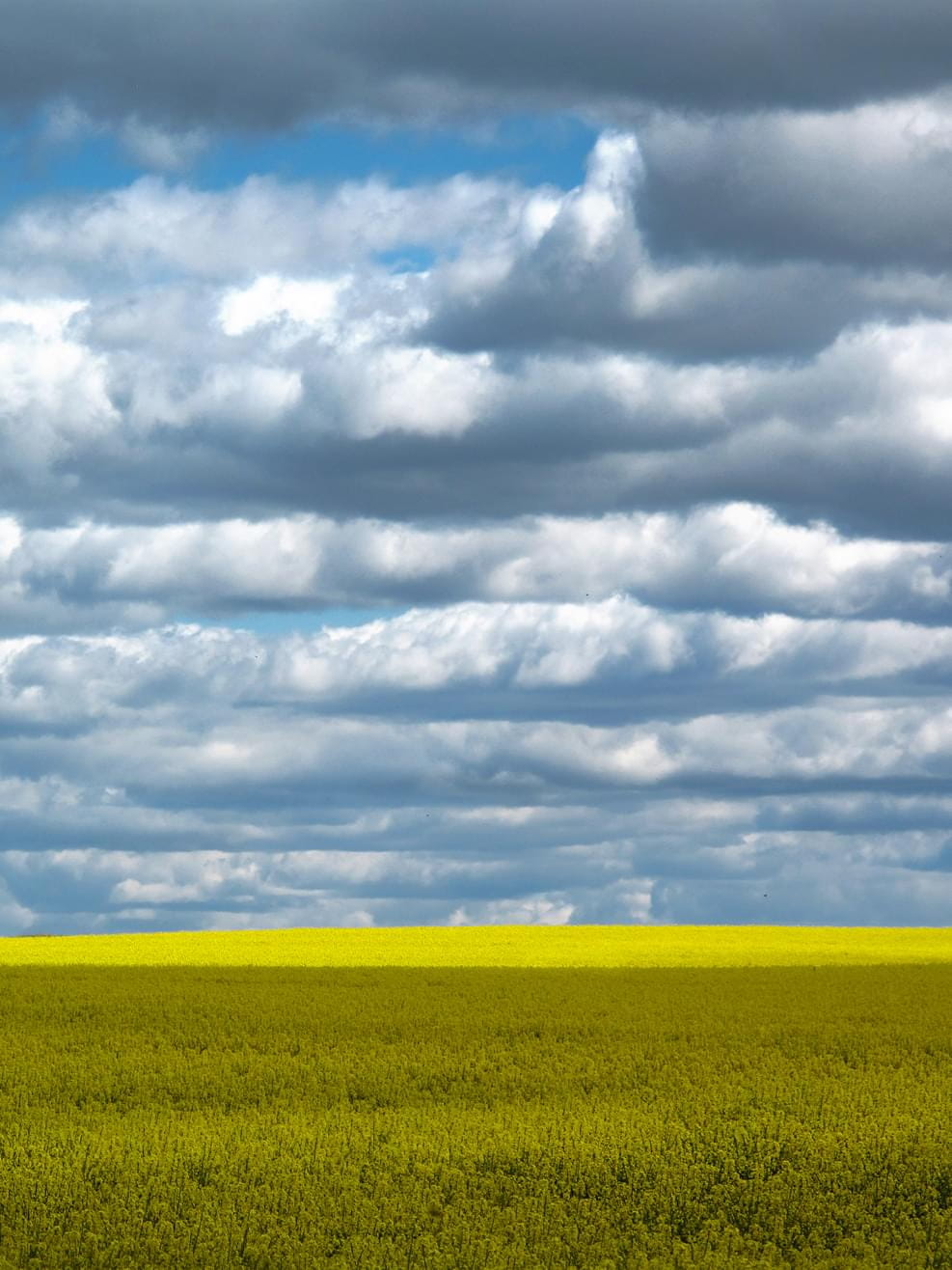 A view to a yellow rape field outside in Brandenburg on a spring day with dramatic clouds