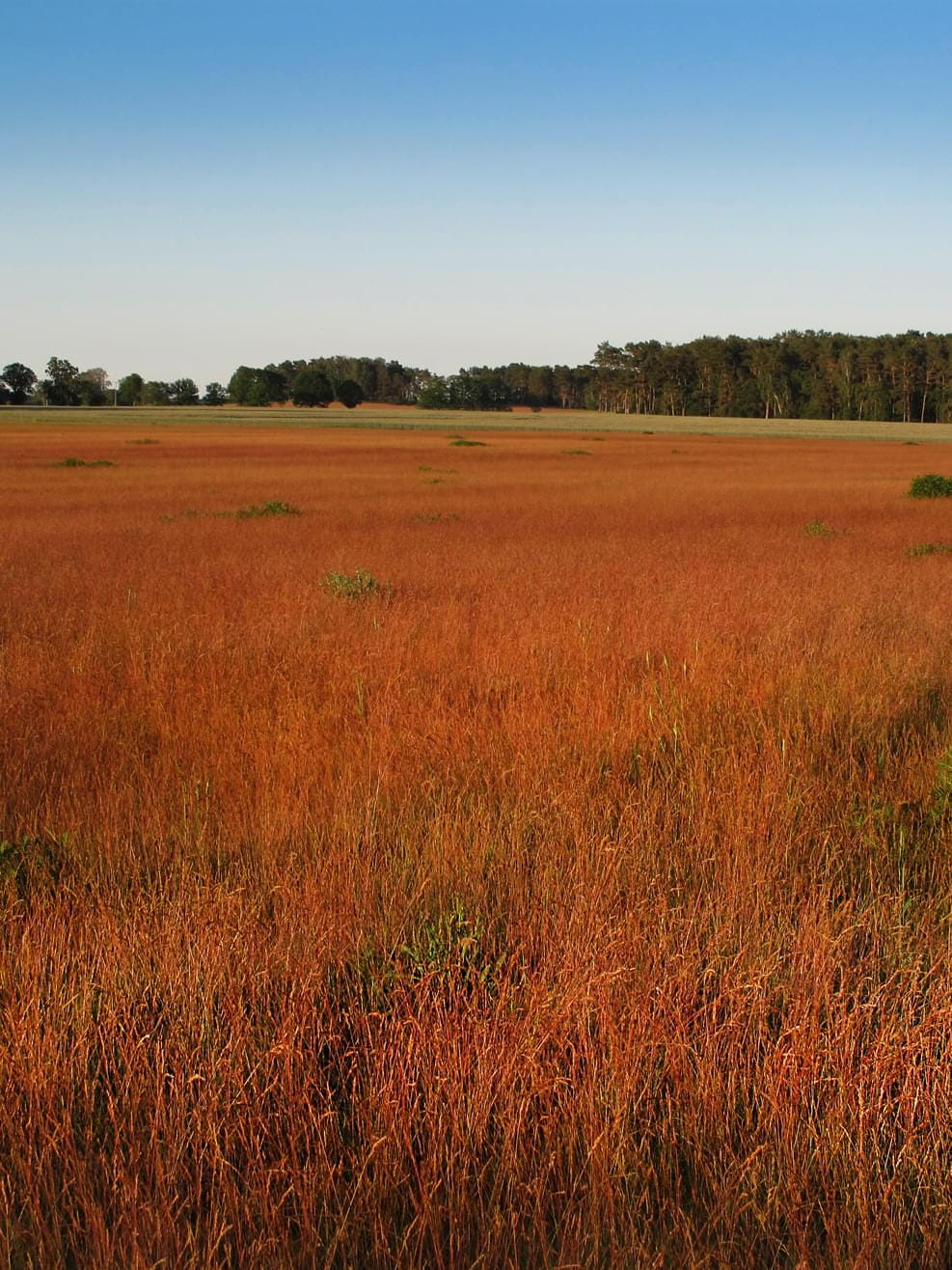 A view to a red field outside in Brandenburg on a midsummer evening